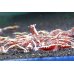 画像1:  Red Galaxy Fishbone  ライト10匹セット (1)