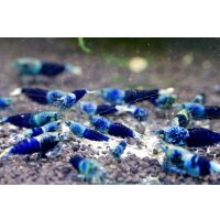 SAMURAI BLUE ハイグレードメス3匹セット　証明書カード付