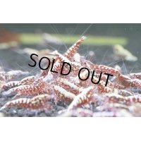  Red Galaxy Fishbone  ライト10匹セット