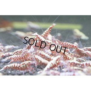 画像1:  Red Galaxy Fishbone  ライト10匹セット