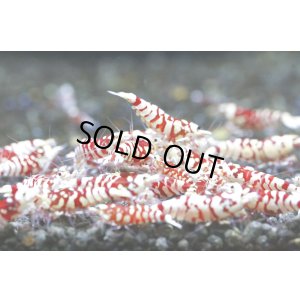 画像3: お客様ご予約SARASA TIGER　ペア