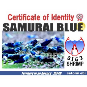 画像3: SAMURAI BLUE　ミドル雌2匹セット