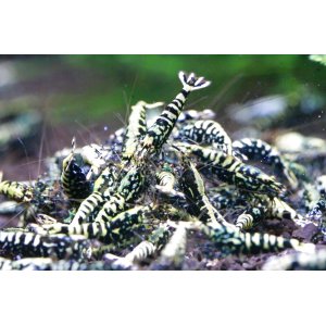 画像4:   Galaxy Fishbone  ライト10匹セット