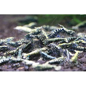画像3:   Galaxy Fishbone  ライト10匹セット