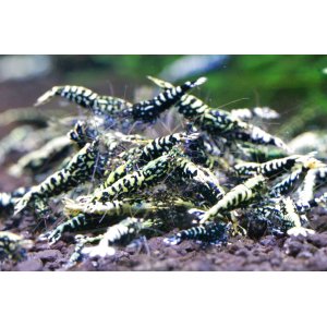 画像2:   Galaxy Fishbone  ライト10匹セット