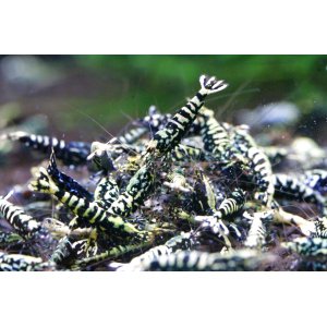 画像1:   Galaxy Fishbone  ライト10匹セット