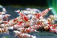 SARASA TIGER　ミドル5匹セット