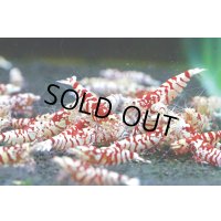 お客様ご予約SARASA TIGER　ペア