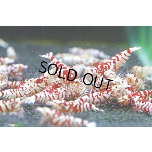 画像1: お客様ご予約SARASA TIGER　ペア