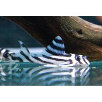 インペリアルゼブラプレコ　1匹