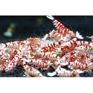 画像2: SARASA TIGER　ミドル5匹セット