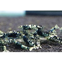 ナナシー改 5匹セット