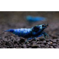 スーパーブルーターコイズ　♂1♀3の4匹セット