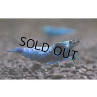 スーパーブルーターコイズ　♂1♀3の4匹セット