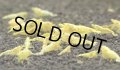 GALAXY GOLD FISHBONE 5匹セット
