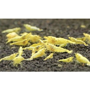 画像1: GALAXY GOLD FISHBONE 5匹セット