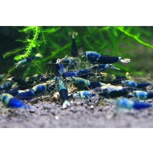 画像2: SAMURAI BLUE　ミドル雌2匹セット