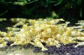 CGS  Crystal Gold Shrimp　5匹セット