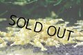 CGS  Crystal Gold Shrimp　5匹セット