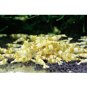 画像1: CGS  Crystal Gold Shrimp　5匹セット