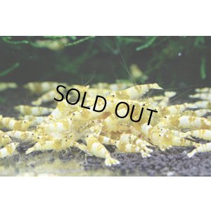 画像1: CGS  Crystal Gold Shrimp　5匹セット