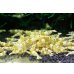 画像1: CGS  Crystal Gold Shrimp　5匹セット (1)