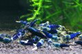 SAMURAI BLUE　ミドル雌2匹セット