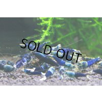 SAMURAI BLUE　ミドル雌2匹セット