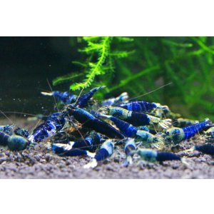 画像1: SAMURAI BLUE　ミドル雌2匹セット