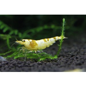 画像4: CGS  Crystal Gold Shrimp　5匹セット