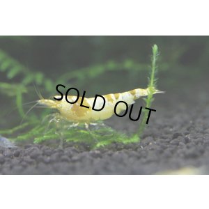 画像4: CGS  Crystal Gold Shrimp　5匹セット
