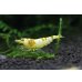 画像4: CGS  Crystal Gold Shrimp　5匹セット (4)