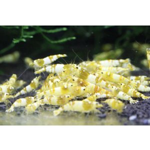 画像3: CGS  Crystal Gold Shrimp　5匹セット