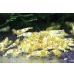 画像3: CGS  Crystal Gold Shrimp　5匹セット (3)
