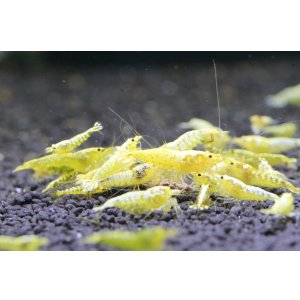 画像2: GALAXY GOLD FISHBONE 5匹セット