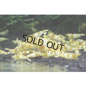 画像2: CGS  Crystal Gold Shrimp　5匹セット