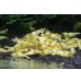 画像2: CGS  Crystal Gold Shrimp　5匹セット (2)