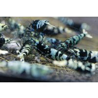 ブルー系ナナシー改 3匹セット