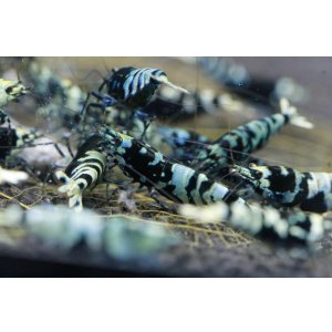 画像1: 人気急上昇のブルー系ナナシー改 3匹セット