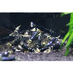 画像4: パープルナナシー 3匹セット