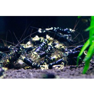 画像2: パープルナナシー 3匹セット