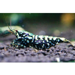 画像2:  Galaxy Fishbone  ハイグレードペア（メスはパープル）
