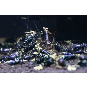 画像3: パープルナナシー 3匹セット