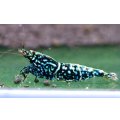 CRONUS SHRIMP 