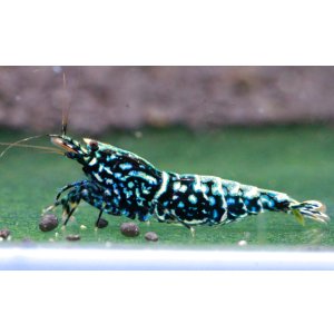 画像1: CRONUS SHRIMP 