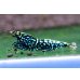 画像4: CRONUS SHRIMP 