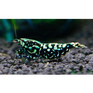 画像3: CRONUS SHRIMP 