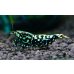 画像3: CRONUS SHRIMP  (3)