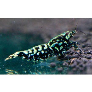 画像2: CRONUS SHRIMP 