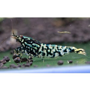 画像2: CRONUS SHRIMP 